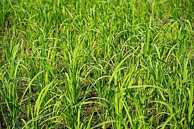 动作游戏《Vany Slash》实机演示 大雷美少女打怪